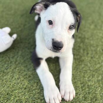 Australian Cattle Dog Blue Heeler Dogs Available for Adoption in Loxahatchee Groves, Florida - Duke 0389 | PetCurious