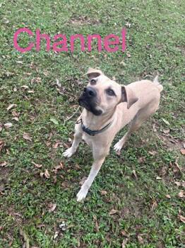Chanel -  Black Mouth Cur and Mixed Breed Dog for Adoption in Zimmerman, Minnesota - Chanel | PetCurious