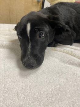Kinger -  Mixed Breed Dog for Adoption in Vancouver, Washington - Kinger | PetCurious