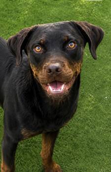 Dulce, the sweetheart with the sweet smile and underbite to matc -  Mixed Breed Dog for Adoption in Houston, Texas - Dulce, The Sweetheart With The Sweet Smile And Underbite To Matc | PetCurious