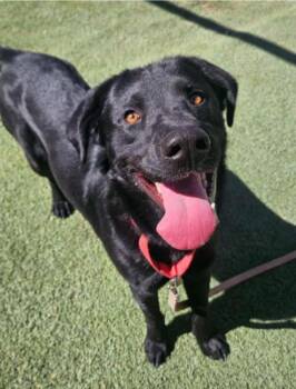 Labrador Retriever Dogs Available for Adoption - Zed Aka Rocket | PetCurious