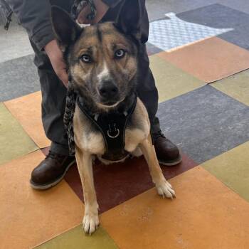 Mixed Breed Dogs Available for Adoption - Luna Rutabaga | PetCurious