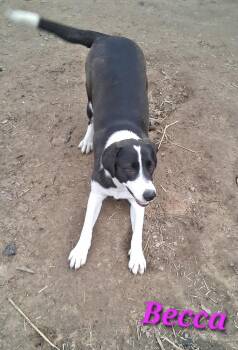 Hound Dogs Available for Adoption - Becca | PetCurious