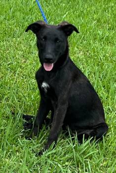 Liberty -  Dutch Shepherd and Belgian Shepherd Malinois Dog for Adoption in Greeneville, Tennessee - Liberty | PetCurious