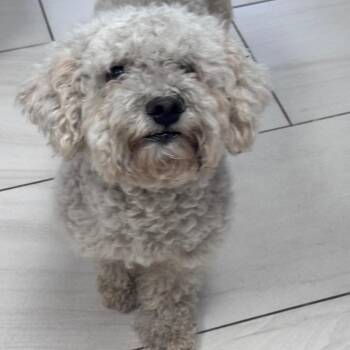 Yuki -  Maltese Dog for Adoption in Lufkin, Texas - Yuki | PetCurious