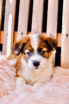 Lainie -  Bernese Mountain Dog and Australian Shepherd Dog for Adoption in San Diego, California - Lainie | PetCurious