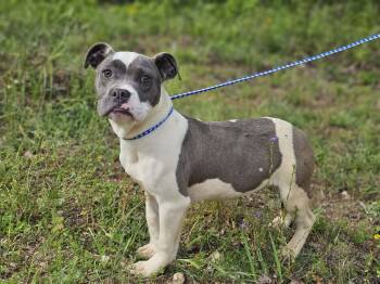 Bulldog Dogs Available for Adoption in Fort Payne, Alabama - Wynn | PetCurious