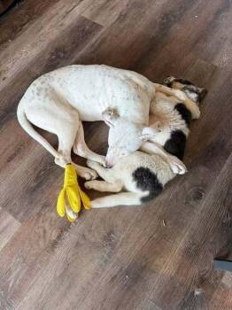 Dogo Argentino Dogs Available for Adoption - Pixel (CP) | PetCurious