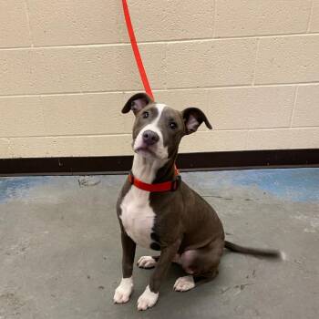 Mixed Breed Dogs Available for Adoption in Memphis, Tennessee - Blue City | PetCurious