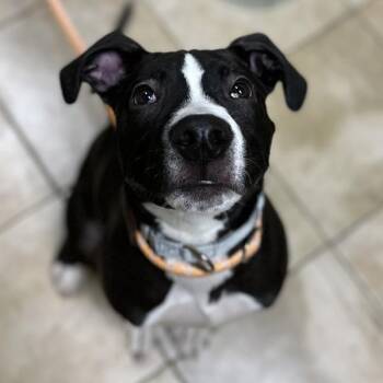 Pit Bull Terrier Dogs Available for Adoption - Goose (mcas) | PetCurious