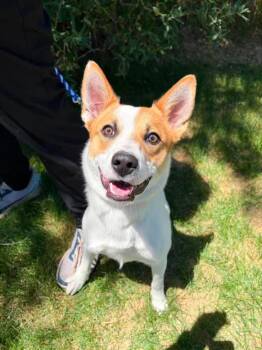 Stich -  Border Collie Dog for Adoption in Fruit Heights, Utah - Stich | PetCurious