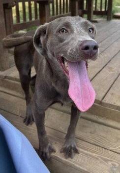 260967  Molly -  Labrador Retriever and Weimaraner Dog for Adoption in Wetumpka, Alabama - 260967  Molly | PetCurious