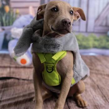 Mixed Breed Dogs Available for Adoption in Southside, Tennessee - Wilbur | PetCurious