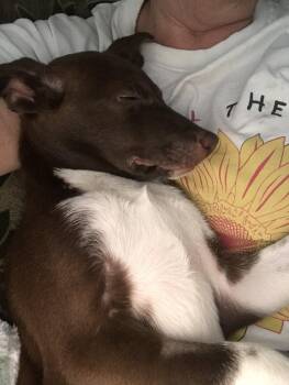 Shelly (F) -  Corgi and Pit Bull Terrier Dog for Adoption in Nashville, Tennessee - Shelly (F) | PetCurious