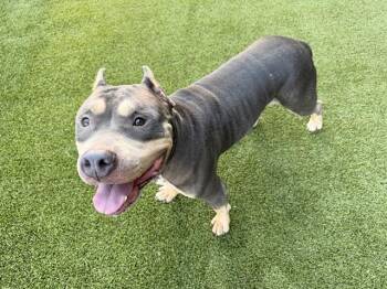 LOKI -  Pit Bull Terrier Dog for Adoption in Rowlett, Texas - LOKI | PetCurious