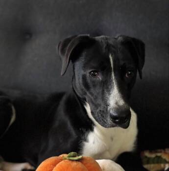 Liam -  Black Labrador Retriever Dog for Adoption in Woodstock, Ontario - Liam | PetCurious