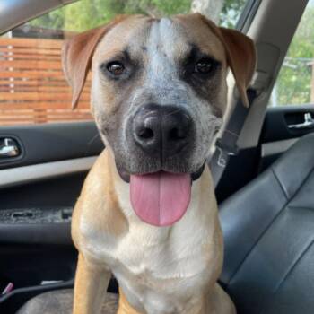 Rescue Black Mouth Cur Dogs for Adoption in Saint George, Vermont - Pesto | PetCurious