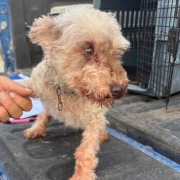 Daria -  Miniature Schnauzer Dog for Adoption in Normal, Illinois - Daria | PetCurious