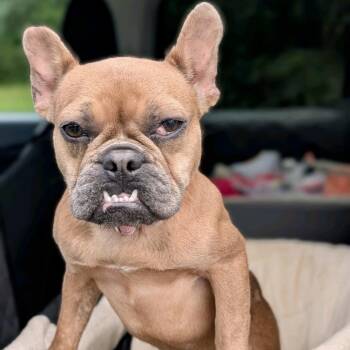 French Toast 06-0303 -  French Bulldog Dog Available for Adoption in Tyrone, Georgia - French Toast 06-0303 | PetCurious