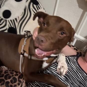 Rescue Pit Bull Terrier Dogs for Adoption in Oceanside, California - *** Bruno | PetCurious