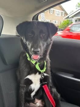 Chase -  Mixed Breed Dog for Adoption in Sioux Falls, South Dakota - Chase | PetCurious