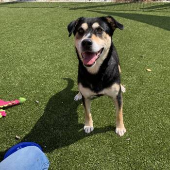 Helio -  Shepherd and Mixed Breed Dog for Adoption in Nashville, Indiana - Helio | PetCurious