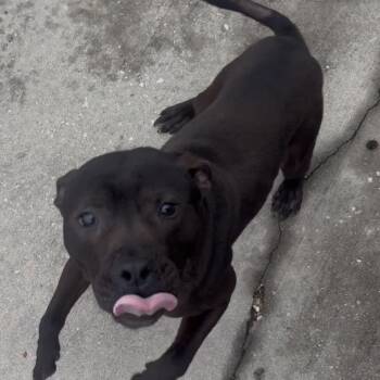 Pit Bull Terrier Dogs Available for Adoption - Twister | PetCurious