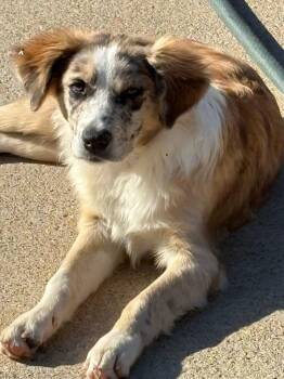 Rescue Australian Shepherd and Border Collie Dogs for Adoption in Peebles, Ohio - Titan | PetCurious