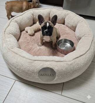 Ashley -  French Bulldog Dog for Sale in Edison, New Jersey - Ashley | PetCurious
