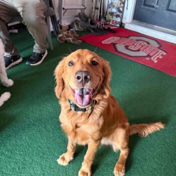 Finn -  Golden Retriever Dog for Adoption in Myrtle Beach, South Carolina - Finn | PetCurious