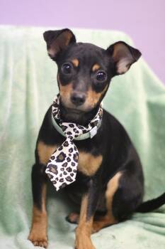Rupocalypse in NH. Come Meet our Adoptable Dogs Wednesday-Saturd -  Chihuahua Dog for Adoption in Manchester, New Hampshire - Rupocalypse In NH. Come Meet Our Adoptable Dogs Wednesday-Saturd | PetCurious