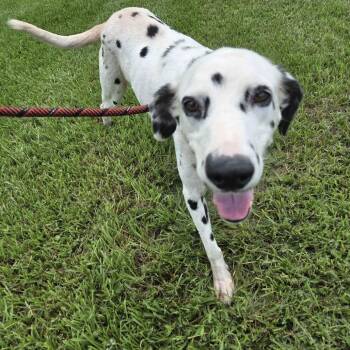 Perdita -  Dalmatian and Mixed Breed Dog for Adoption in Beaumont, Texas - Perdita | PetCurious