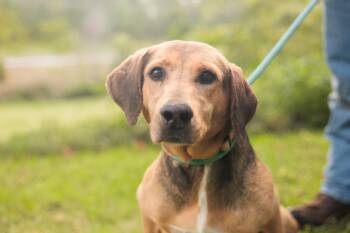 Rescue Beagle and Mixed Breed Dogs for Adoption in Gradyville, Kentucky - Evie | PetCurious
