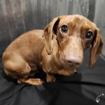 Dachshund Dogs Available for Adoption - Murphy | PetCurious