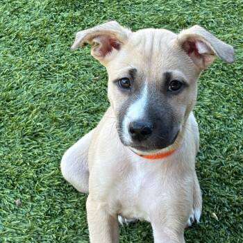 Audrey -  Black Mouth Cur Dog for Adoption in Williston, Vermont - Audrey | PetCurious