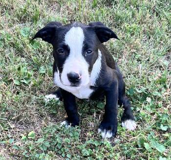 Rescue Mixed Breed Dogs for Adoption in Longview, Texas - Musketeer | PetCurious