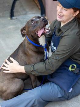 Mixed Breed Dogs Available for Adoption in Chamblee, Georgia - Mary Jane | PetCurious
