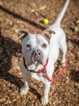 Aristomache-IN FOSTER -  Mixed Breed Dog for Adoption in Chamblee, Georgia - Aristomache-IN FOSTER | PetCurious