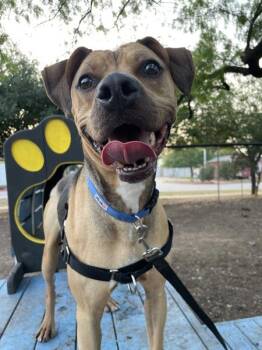 Gatito -  Mixed Breed and Coonhound Black And Tan Dog for Adoption in Austin, Texas - Gatito | PetCurious