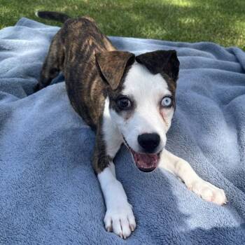 ELVIRA -  Pit Bull Terrier Dog for Adoption in Irvine, California - ELVIRA | PetCurious