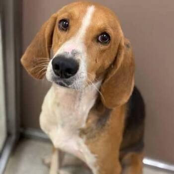 Hound Dogs Available for Adoption in Wando, South Carolina - Kathy | PetCurious