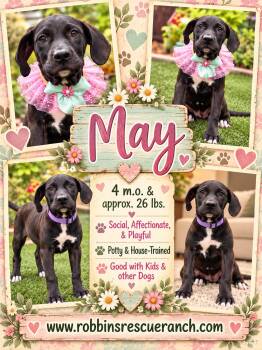 May -  Labrador Retriever Dog for Adoption in Brenham, Texas - May | PetCurious