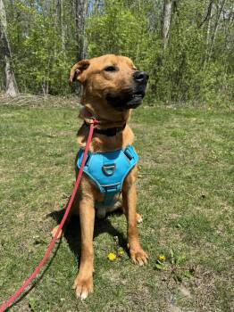 Labrador Retriever and Shepherd Dogs Available for Adoption in Livonia, Michigan - Mr. Buddy | PetCurious