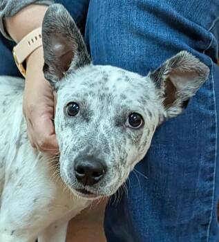 Kyle -  Australian Cattle Dog Blue Heeler Dog for Adoption in Accident, Maryland - Kyle | PetCurious