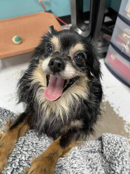 Chihuahua Dogs Available for Adoption in Chattanooga, Tennessee - Ollie | PetCurious