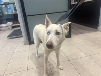 Siberian Husky Dogs Available for Adoption in Rowlett, Texas - BOLT | PetCurious