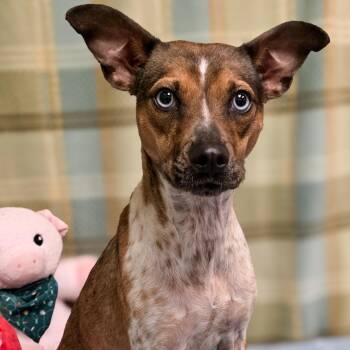 Nico & Pinto -  Chihuahua Dog for Adoption in Gainesville, Texas - Nico & Pinto | PetCurious