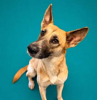 CHIPPY -  German Shepherd Dog Dog for Adoption in Pearland, Texas - CHIPPY | PetCurious