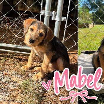 Mabel (in PA) -  Schnauzer and Feist Dog for Adoption in Huntsville, Alabama - Mabel (in PA) | PetCurious