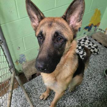 Casper 26-294 -  German Shepherd Dog Dog for Adoption in Tawas City, Michigan - Casper 26-294 | PetCurious